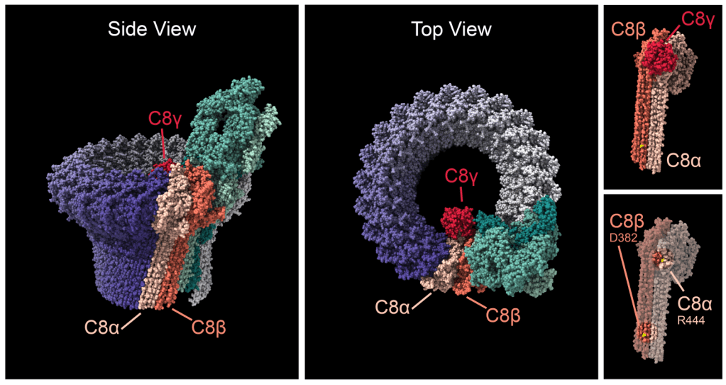 Side and top views of the MAC, an immune system molecule potentially involved in progression of age-related macular degeneration.