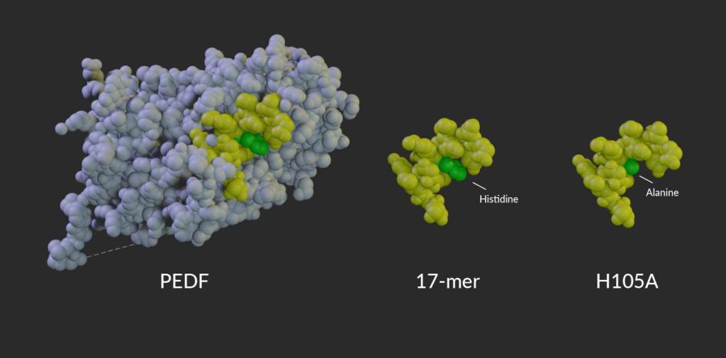 Molecular model of peptides derived from the protein PEDF, which may be used to slow retinal degeneration.
